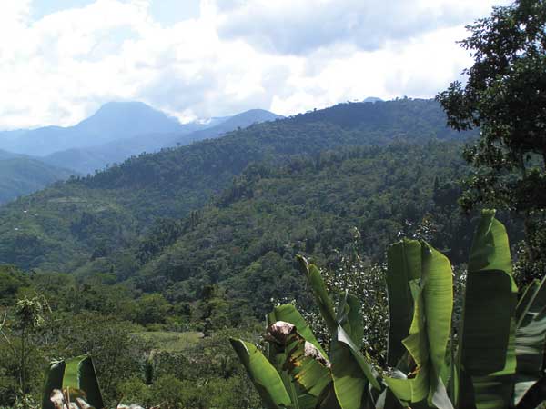 Im Hochland wächst die edlere Sorte Arabica. Sie wächst an den Hängen an Büschen unter Schattenbäumen. Im Hochland wächst die edlere Sorte Arabica. Sie wächst an den Hängen an Büschen unter Schattenbäumen.