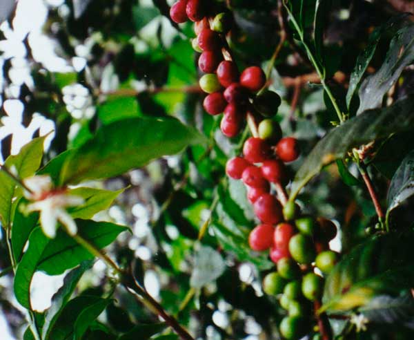 Der hochwertige Arabica-Kaffee gedeiht nur im Hochland in Mischkulturen. Der hochwertige Arabica-Kaffee gedeiht nur im Hochland in Mischkulturen.